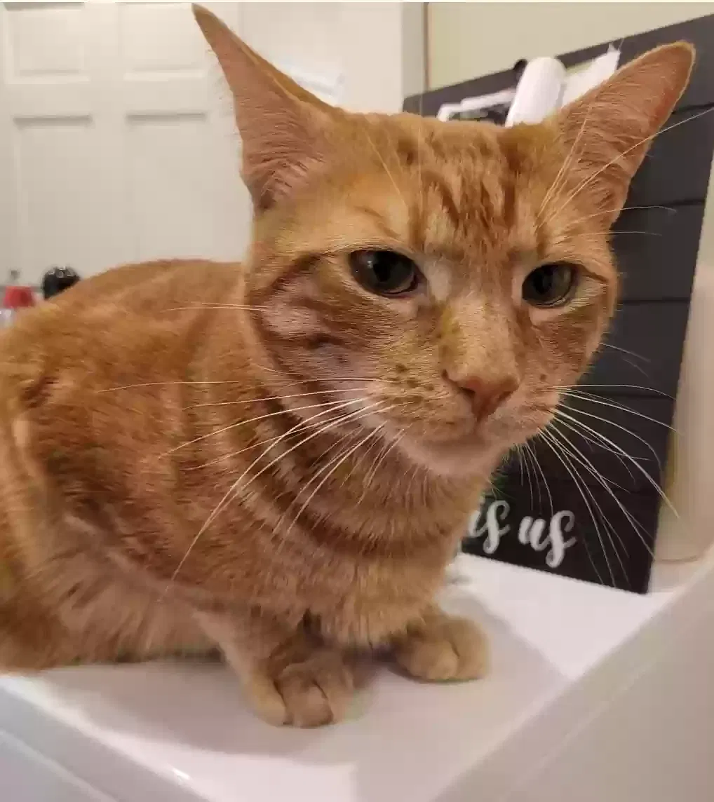 Lost cat in Franklin Square, NY, 11010