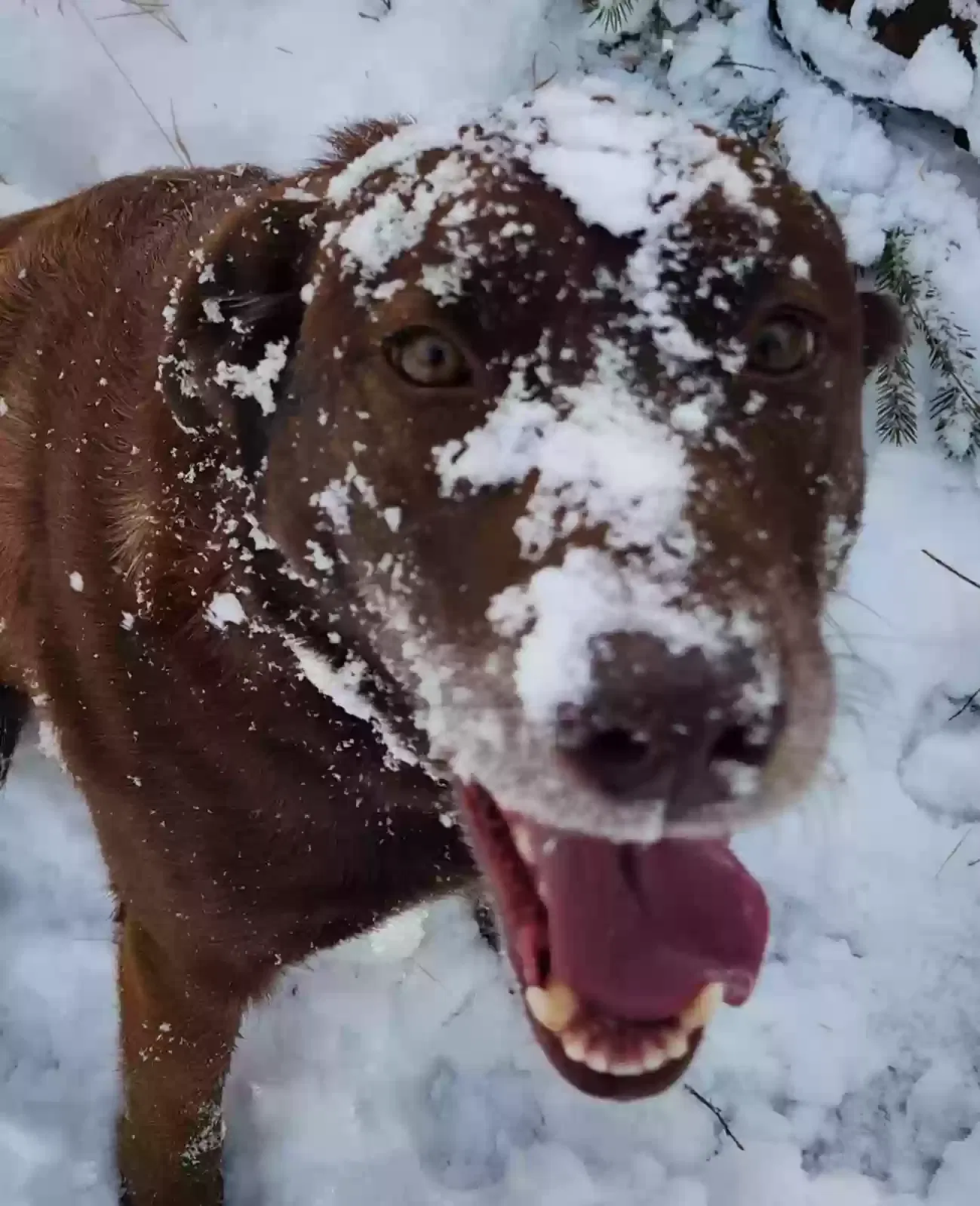 Lost dog in Woodland Park, CO, 80863
