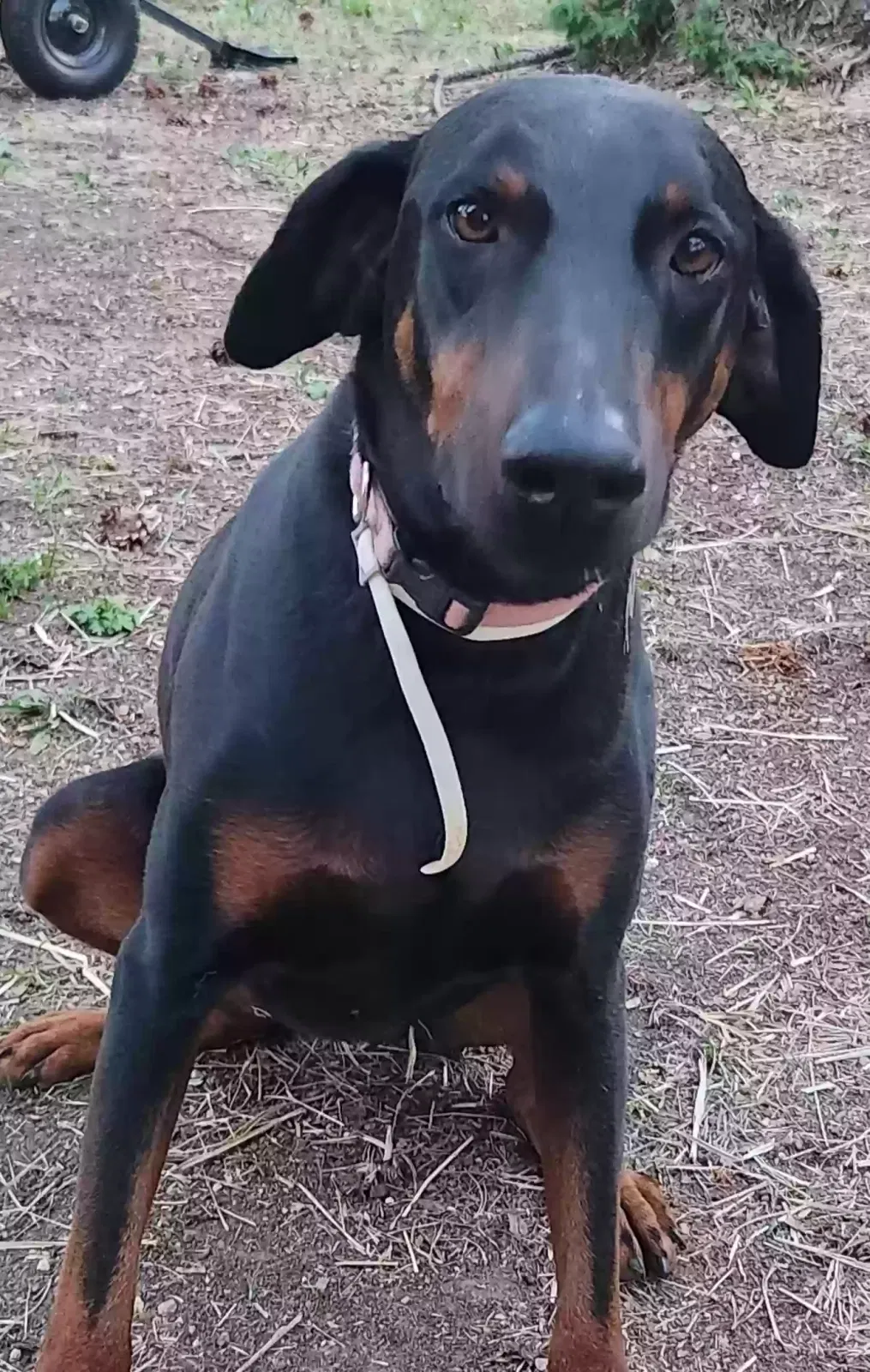Lost dog in Woodland Park, CO, 80863