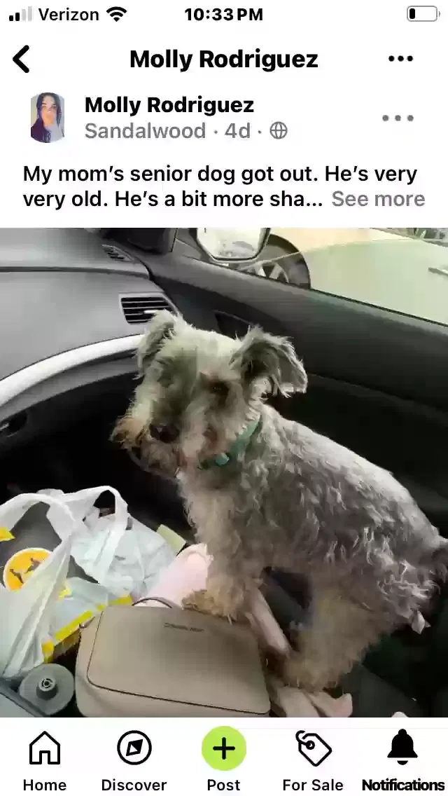 Lost dog in Monroe, NC, 28110