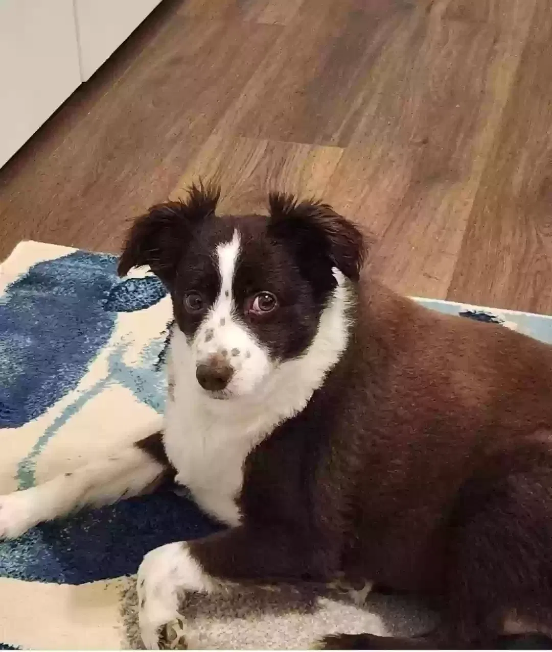 Lost dog in Williamston, SC, 29697