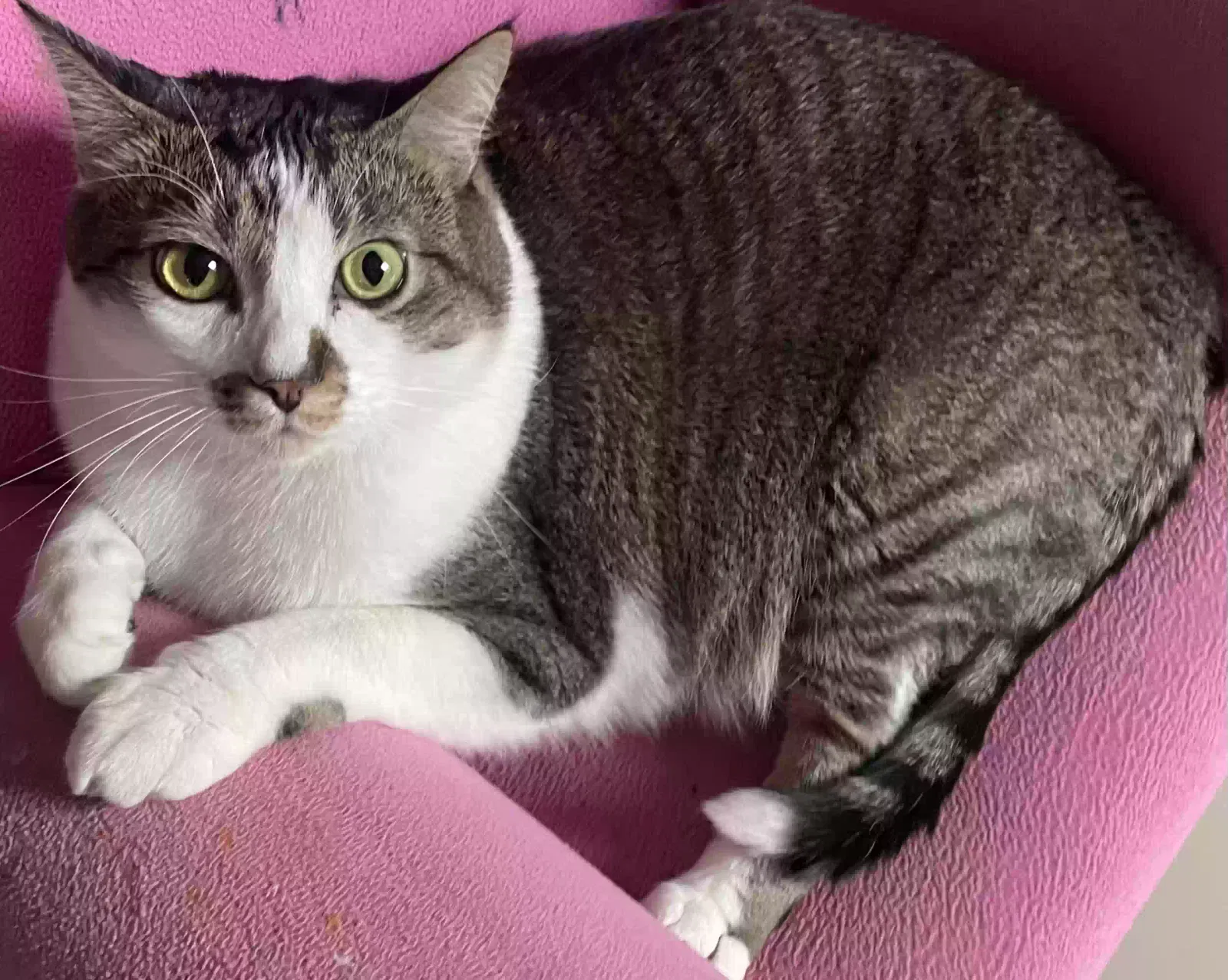 Lost cat in Universal City, TX, 78148