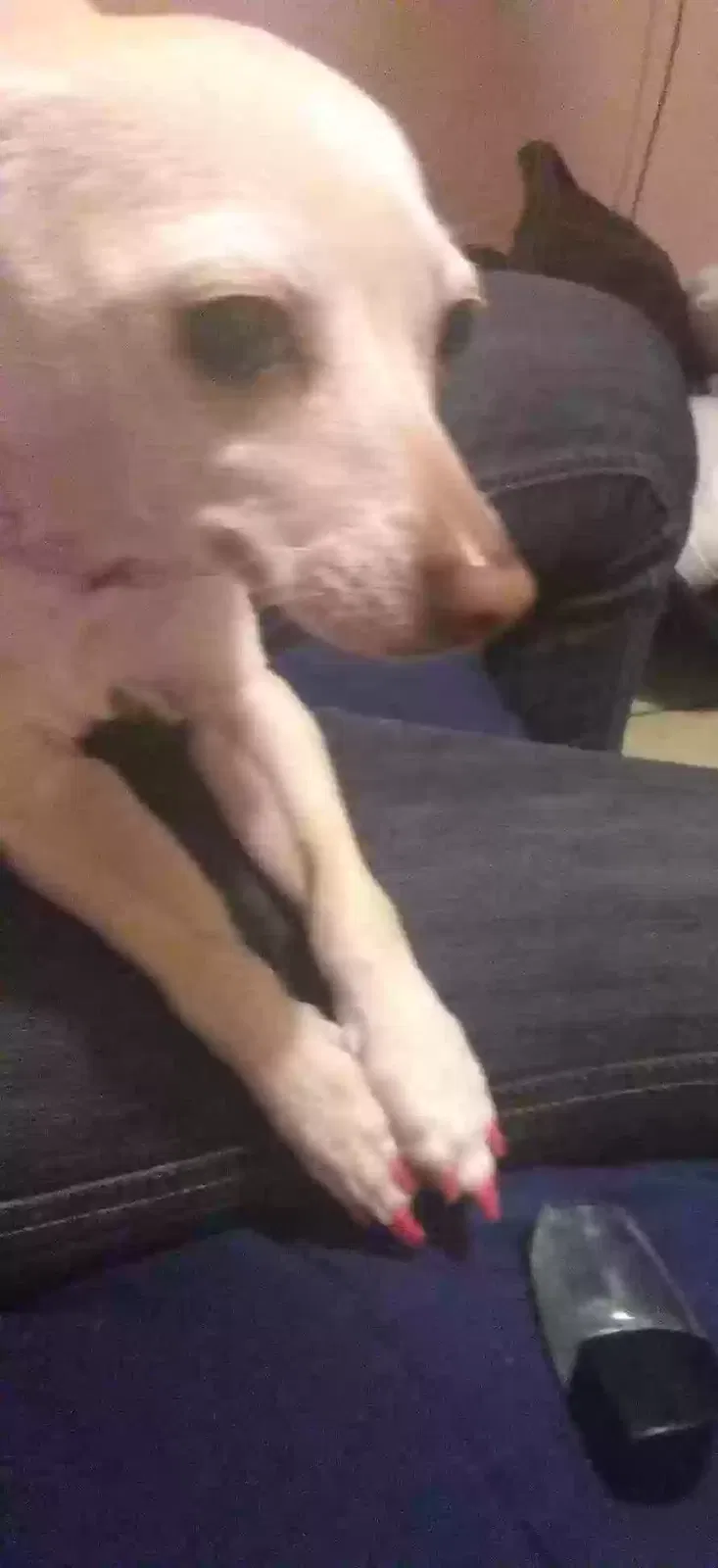 Lost dog in Albuquerque, NM, 87102