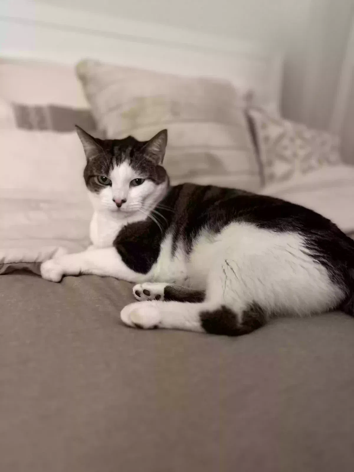 Lost cat in Fort Myers, FL, 33912