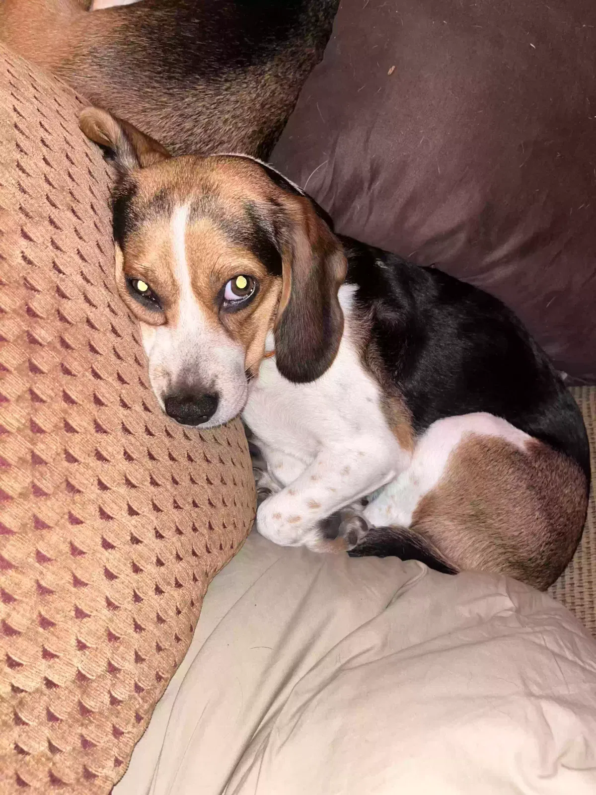 Lost dog in Stevensville, MI, 49127