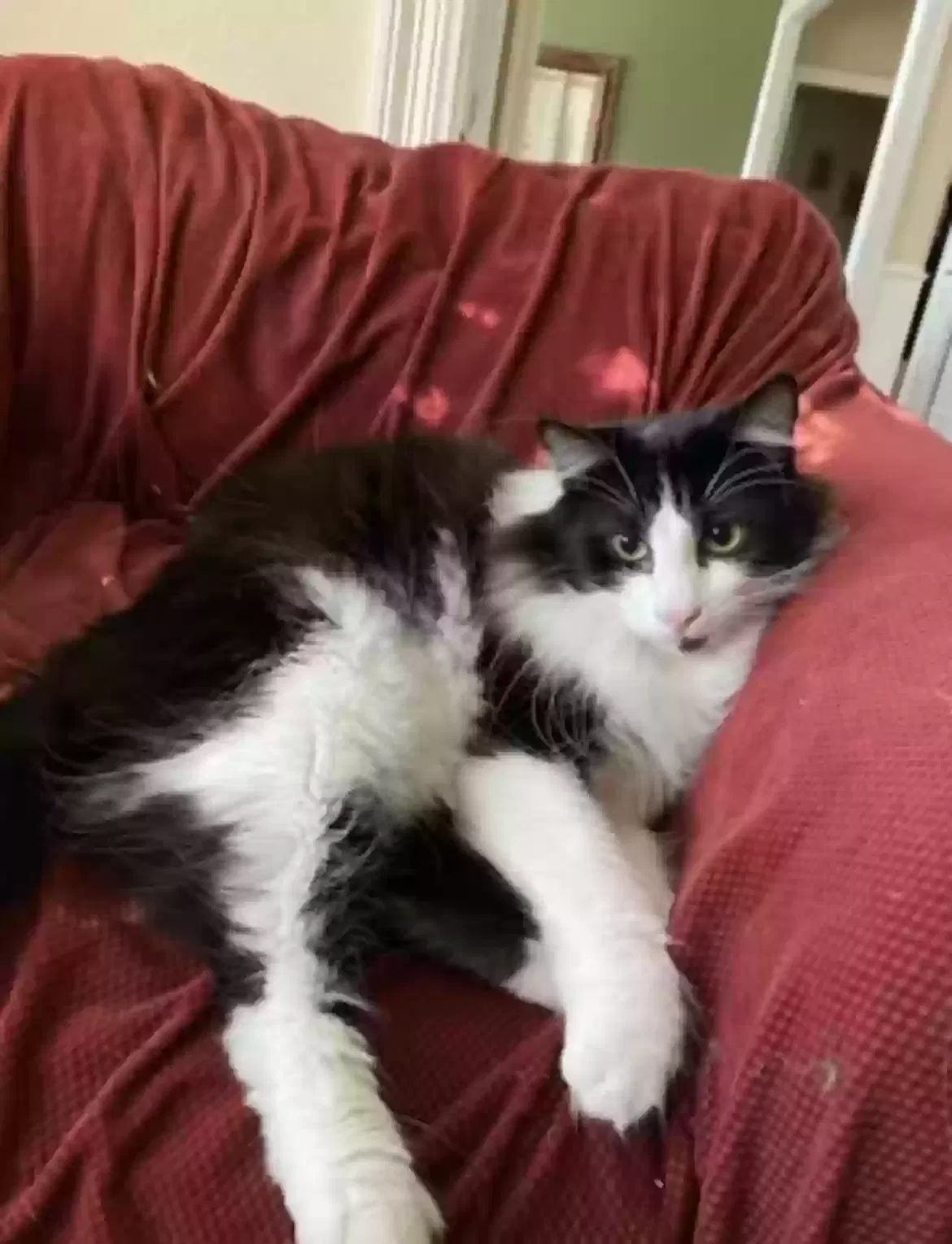 Lost cat in Plano, TX, 75093