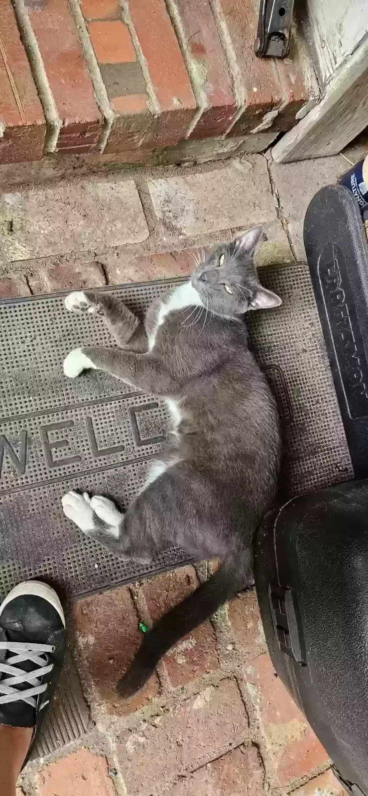 Lost cat in Fayetteville, NC, 28312