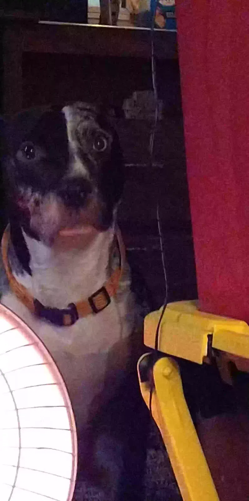 Lost dog in Waddell, AZ, 85355