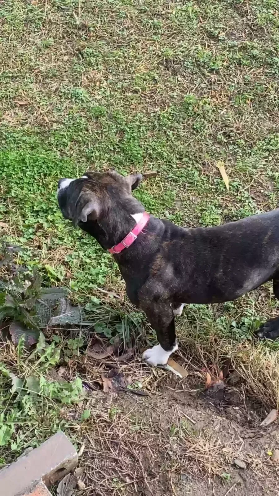 Lost dog in Memphis, TN, 38114