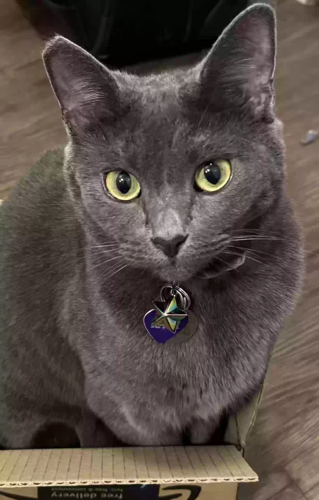Lost cat in Salem, OR, 97317