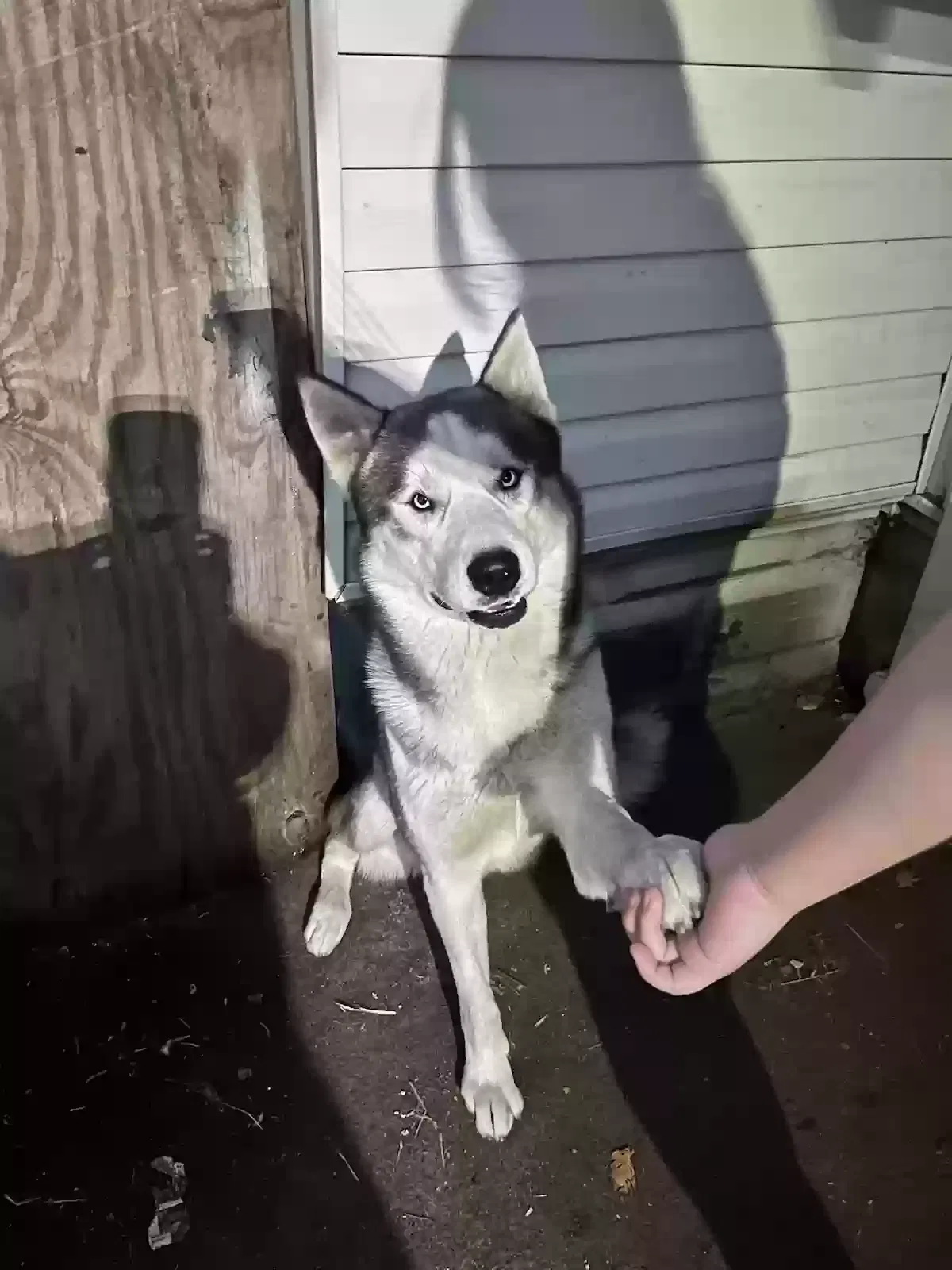 Lost dog in Ecorse, MI, 48229