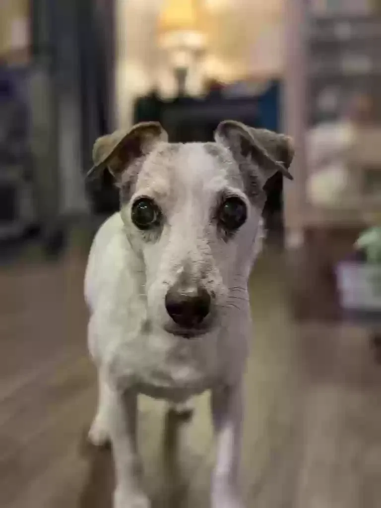 Lost dog in Atlanta, GA, 30306