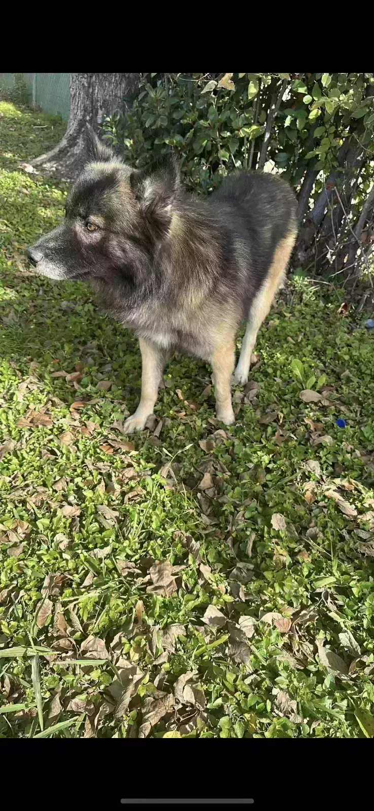 Lost dog in Pasadena, TX, 77506