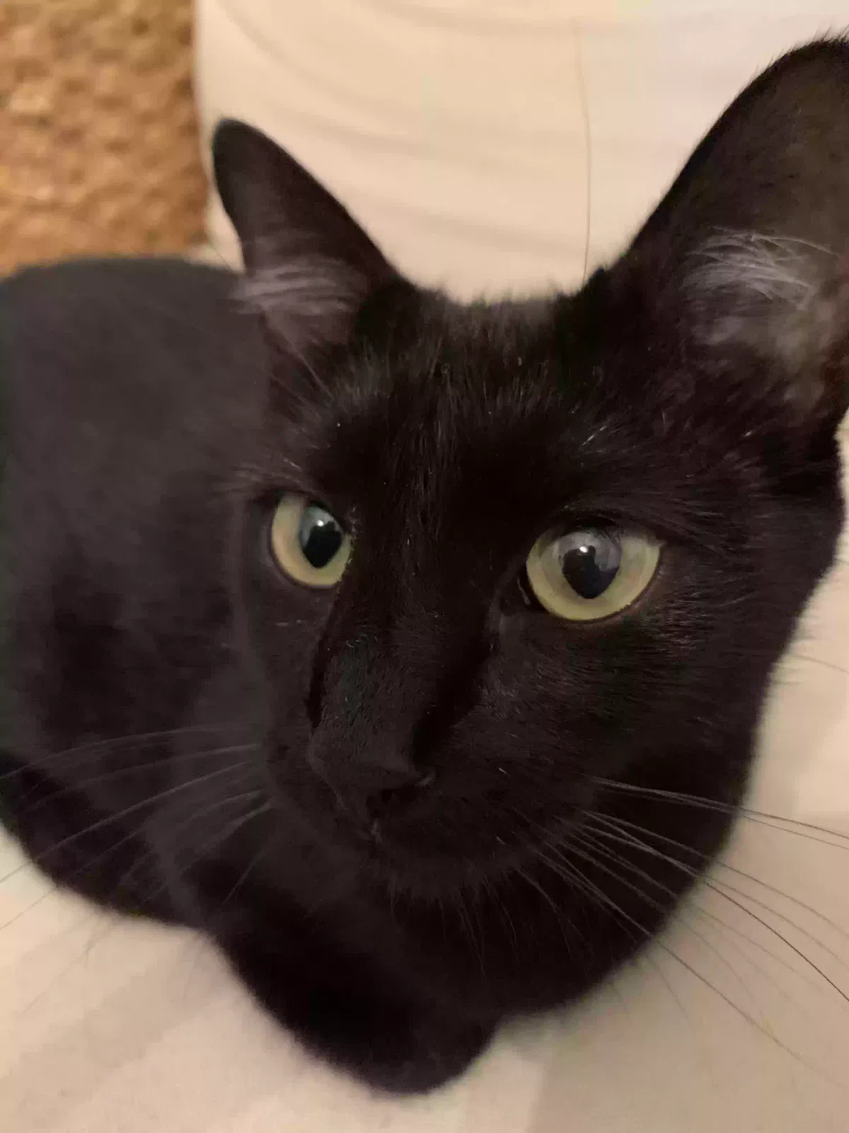 Lost cat in Tulsa, OK, 74105