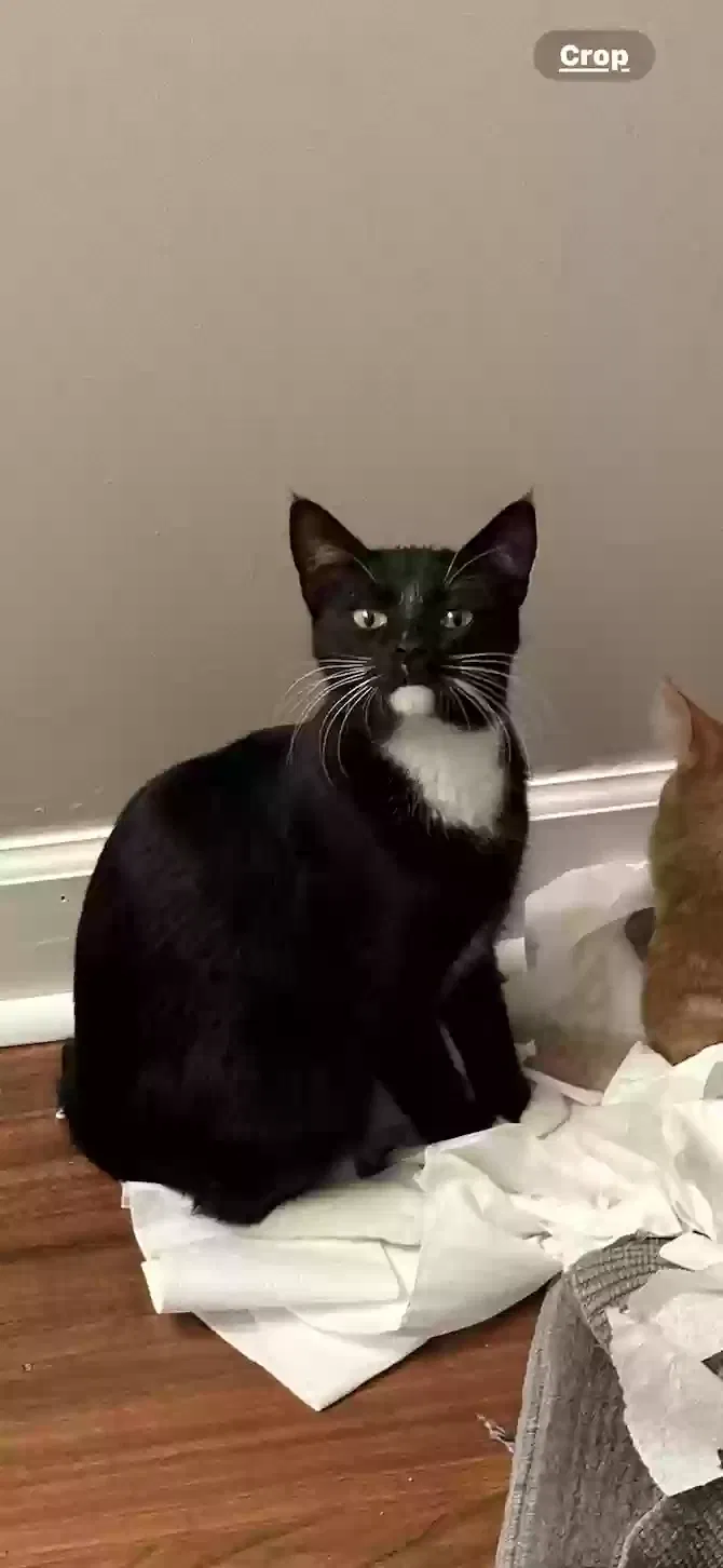 Lost cat in Smyrna, TN, 37167