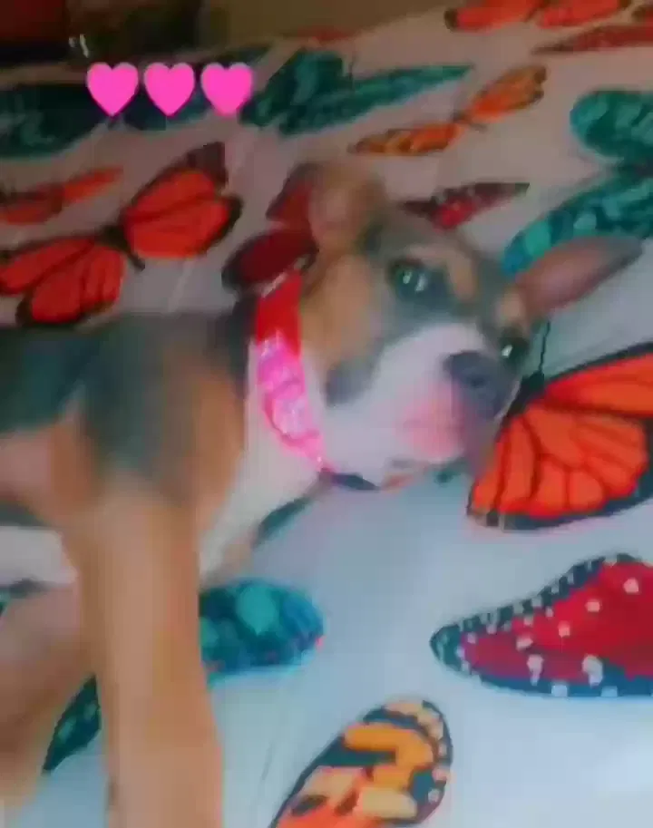 Lost dog in Mcdonough, GA, 30253