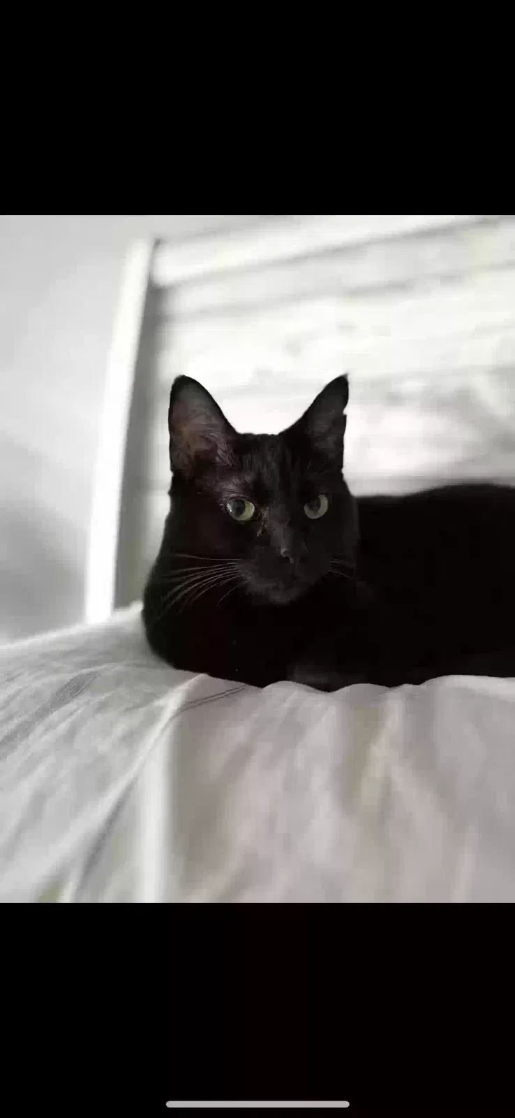 Lost cat in Norfolk, VA, 23518