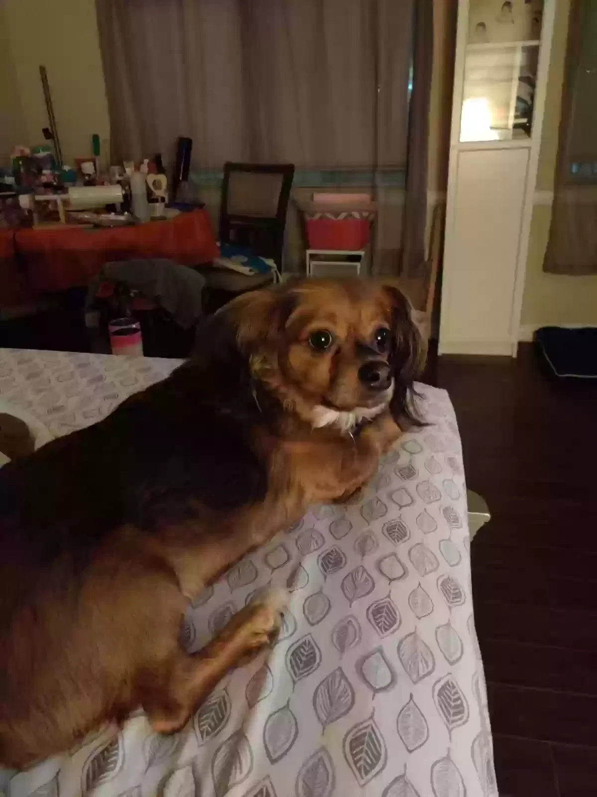 Lost dog in Los Angeles, CA, 90007