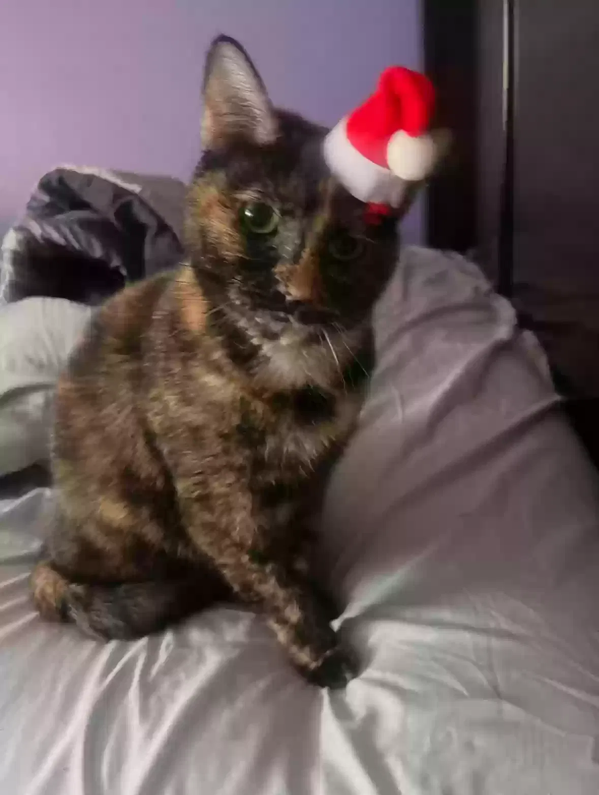 Lost cat in Houston, TX, 77023