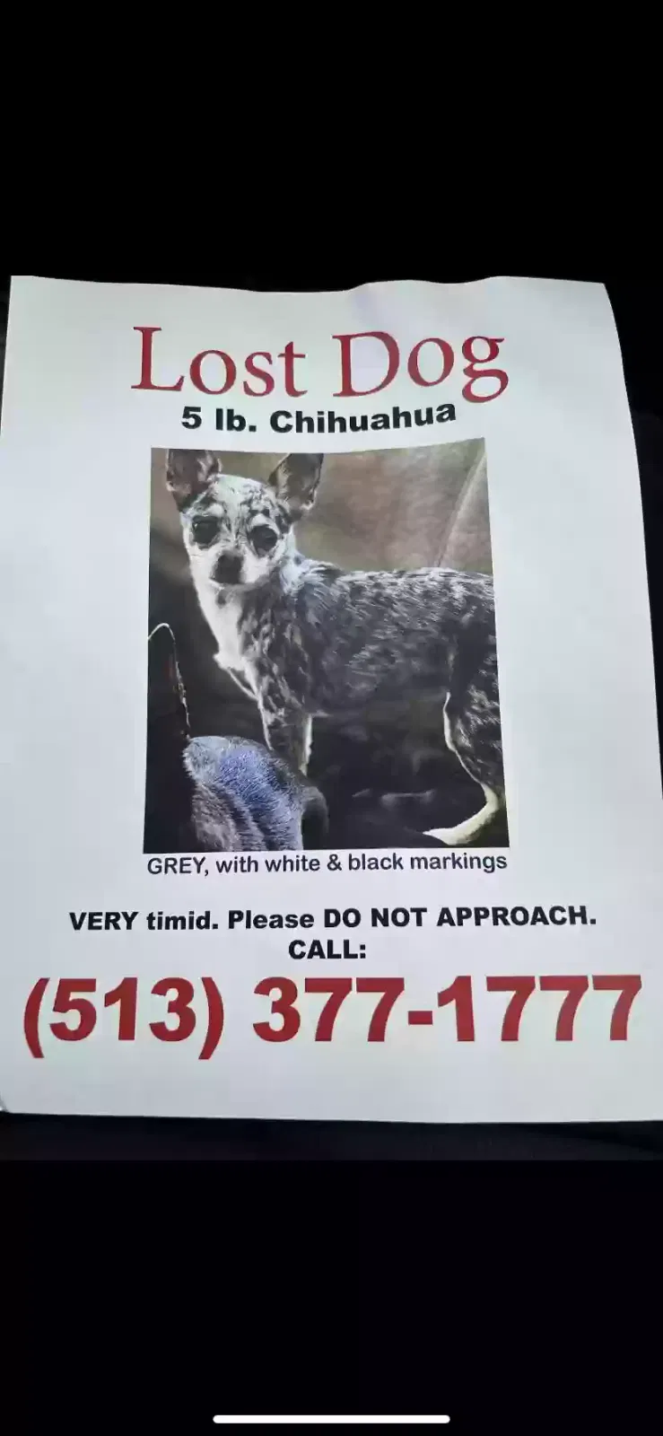 Lost dog in Union, KY, 41091