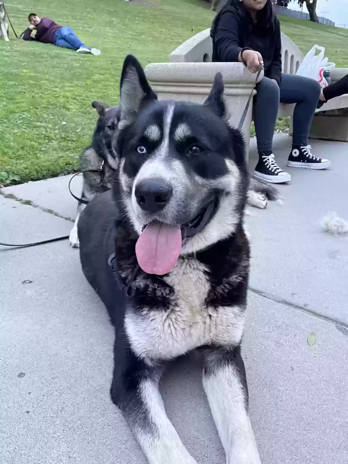 Lost dog in Inglewood, CA, 90301