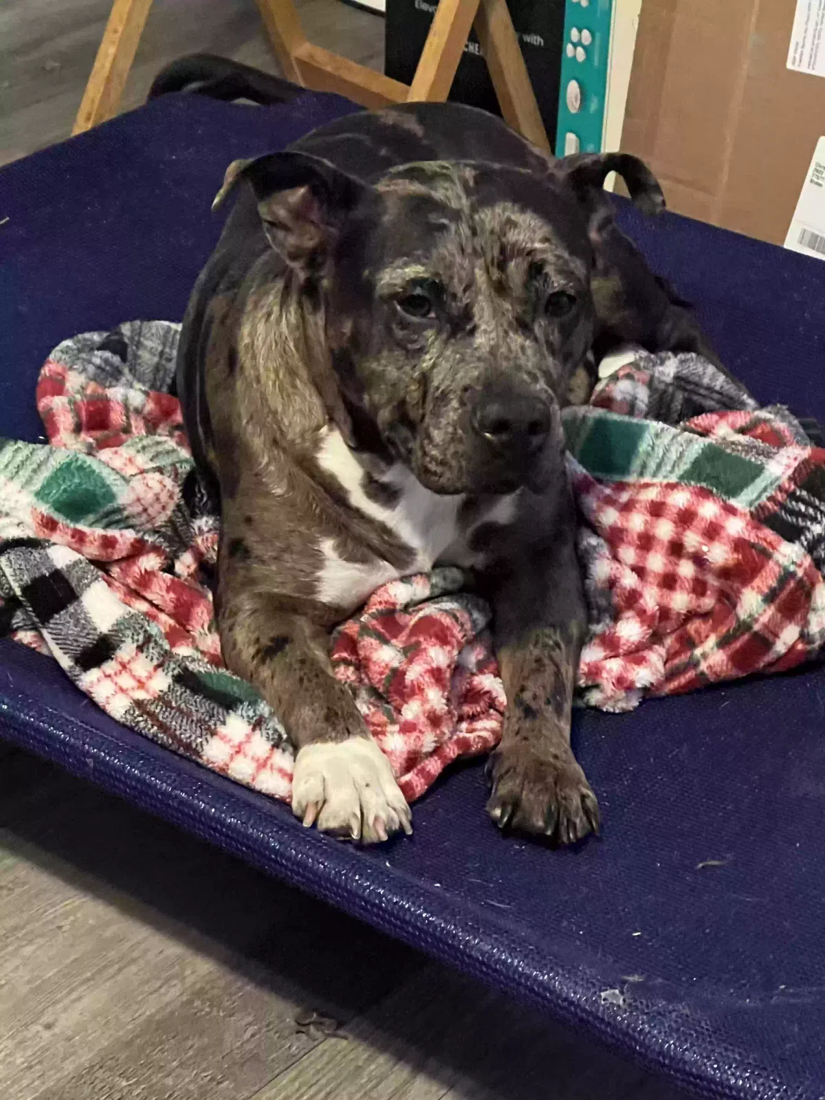 Found dog in Houston, TX, 77002