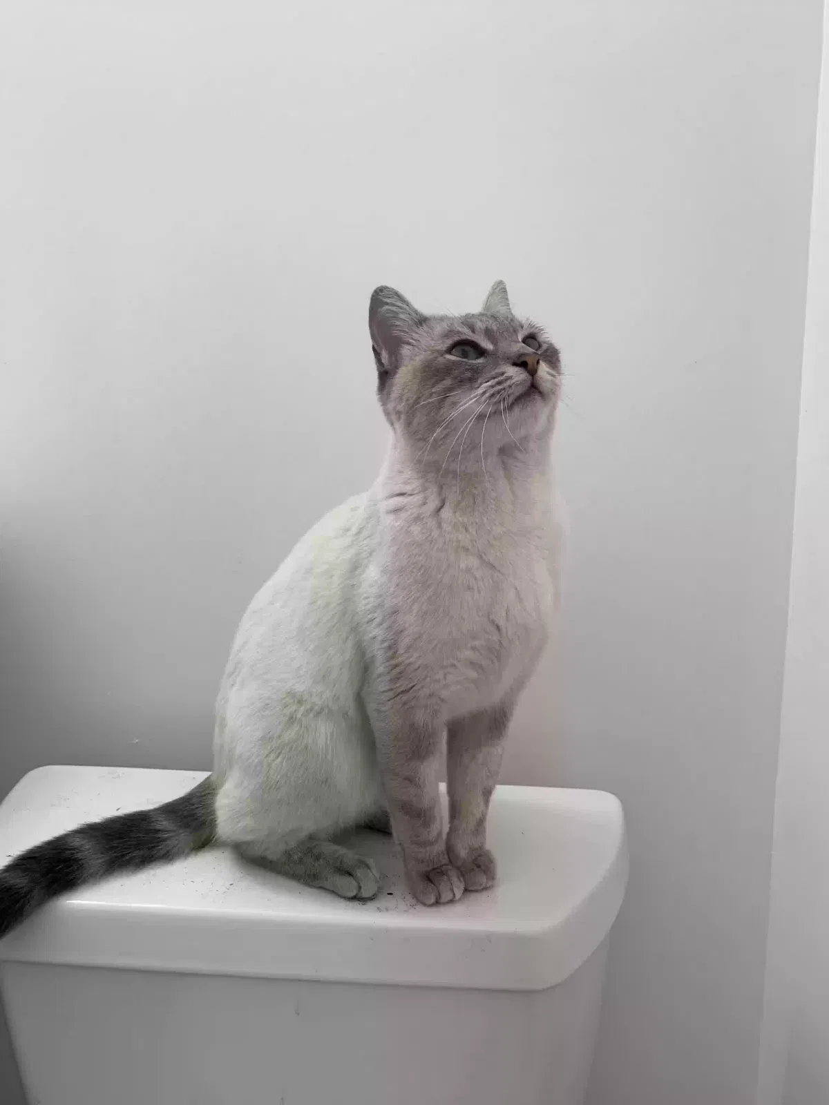 Lost cat in Harbor City, CA, 90710