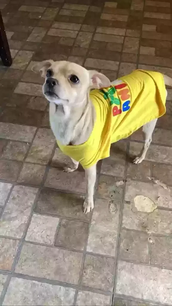 Lost dog in Dayton, OH, 45410