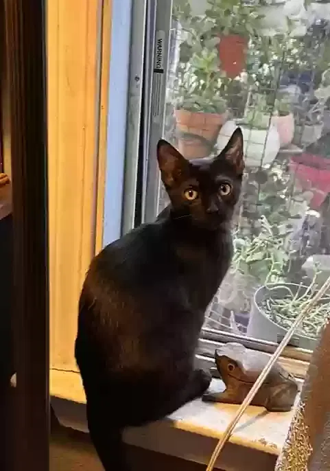 Lost cat in Modesto, CA, 95358