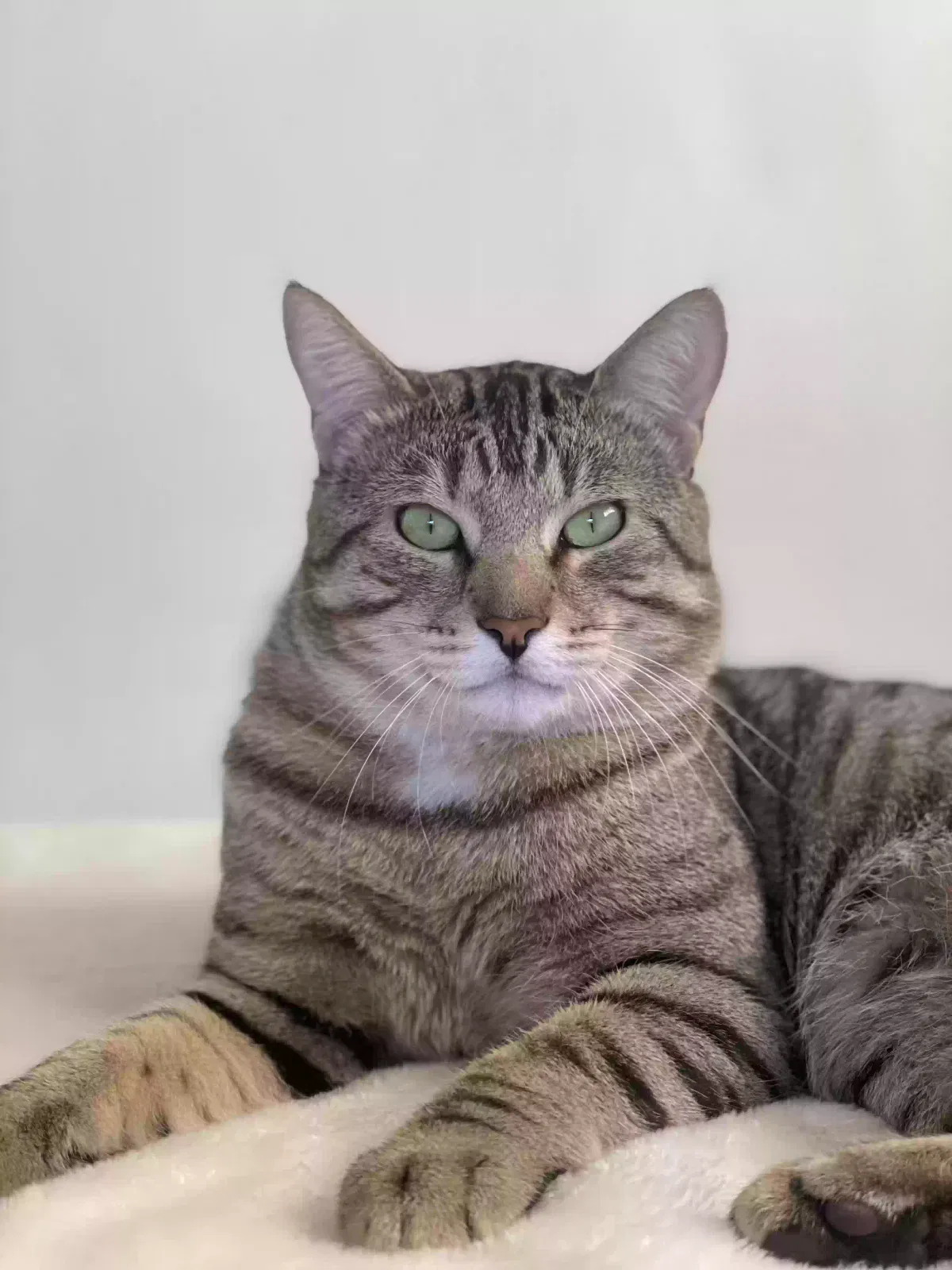 Lost cat in Miami, FL, 33161