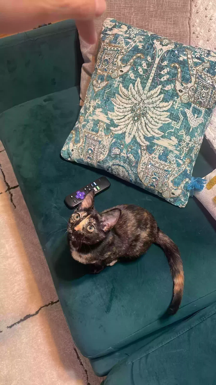 Lost cat in Miami, FL, 33161