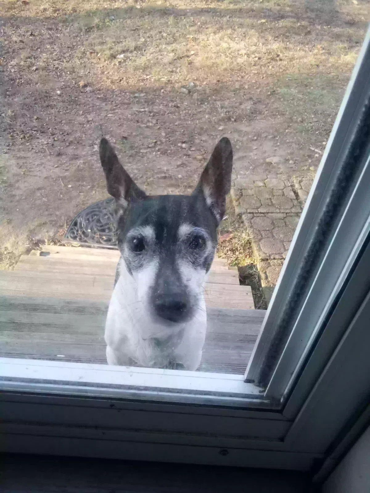 Found dog in Murray, KY, 42071