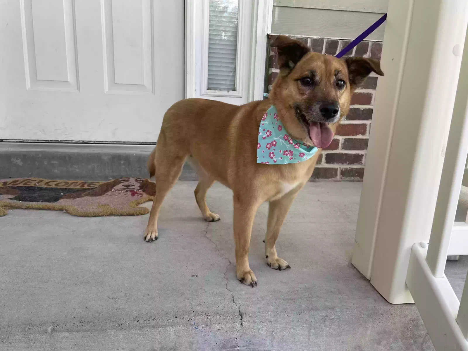 Lost dog in Tennille, GA, 31089