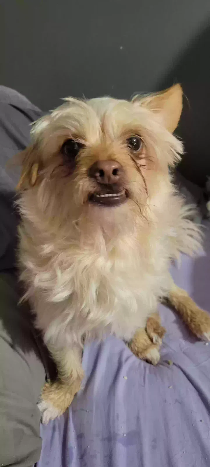 Lost dog in Canton, OH, 44705
