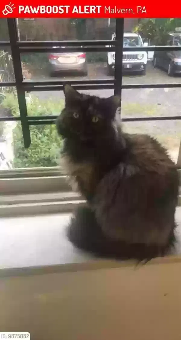Lost cat in Malvern, PA, 19355