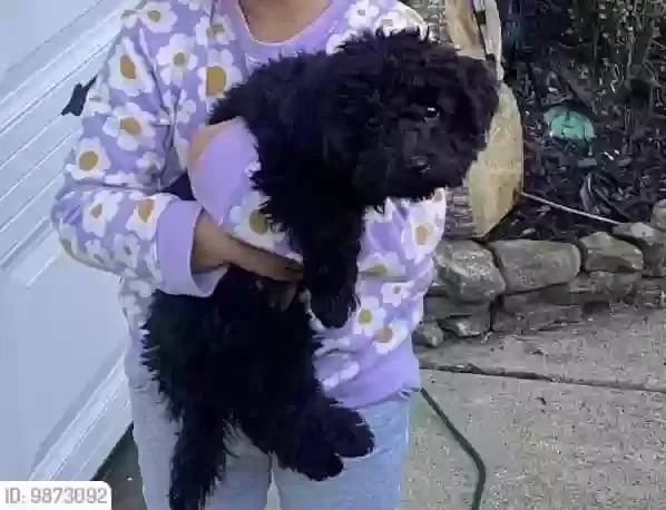 Lost dog in Suwanee, GA, 30024