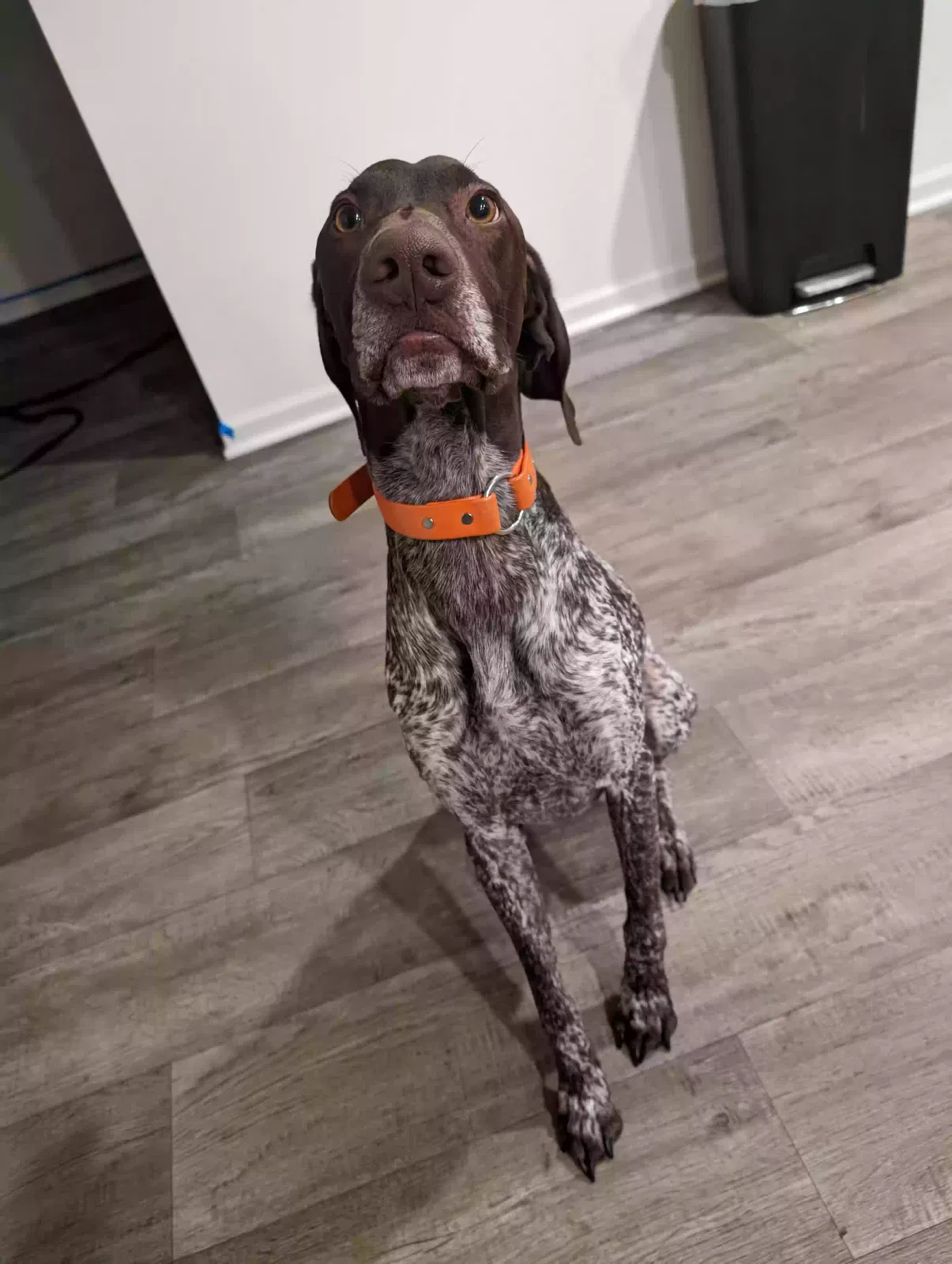 Lost dog in Joliet, IL, 60436