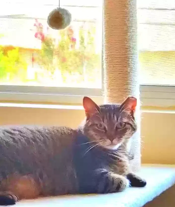 Lost cat in San Antonio, TX, 78233