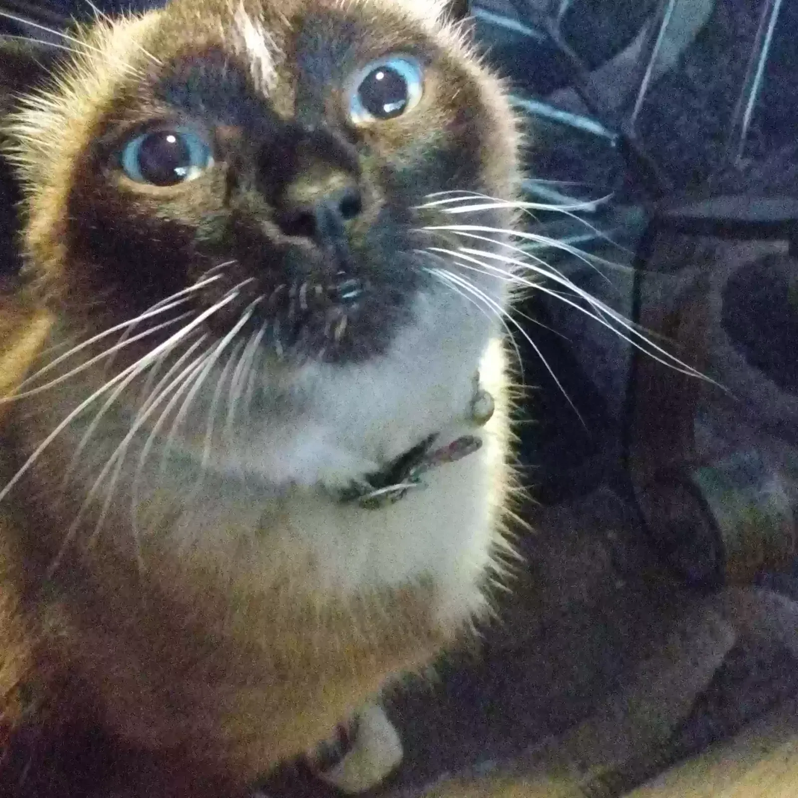 Lost cat in Salem, OR, 97304