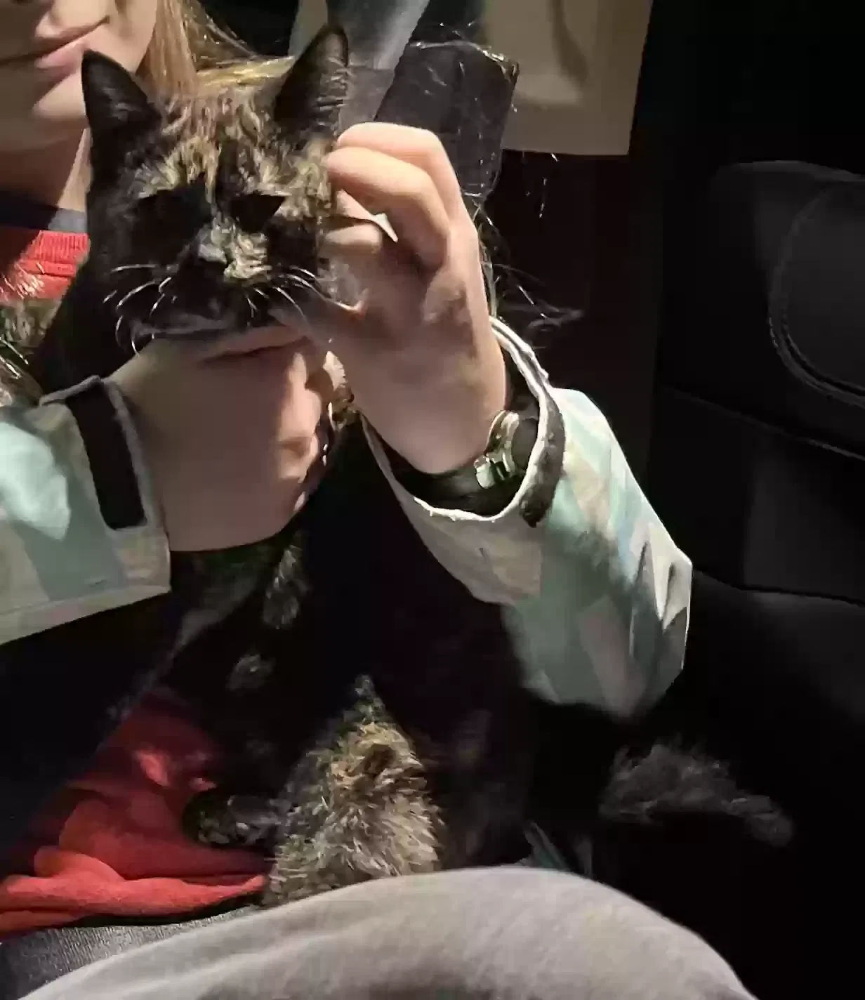 Lost cat in Manhattan, MT, 59741