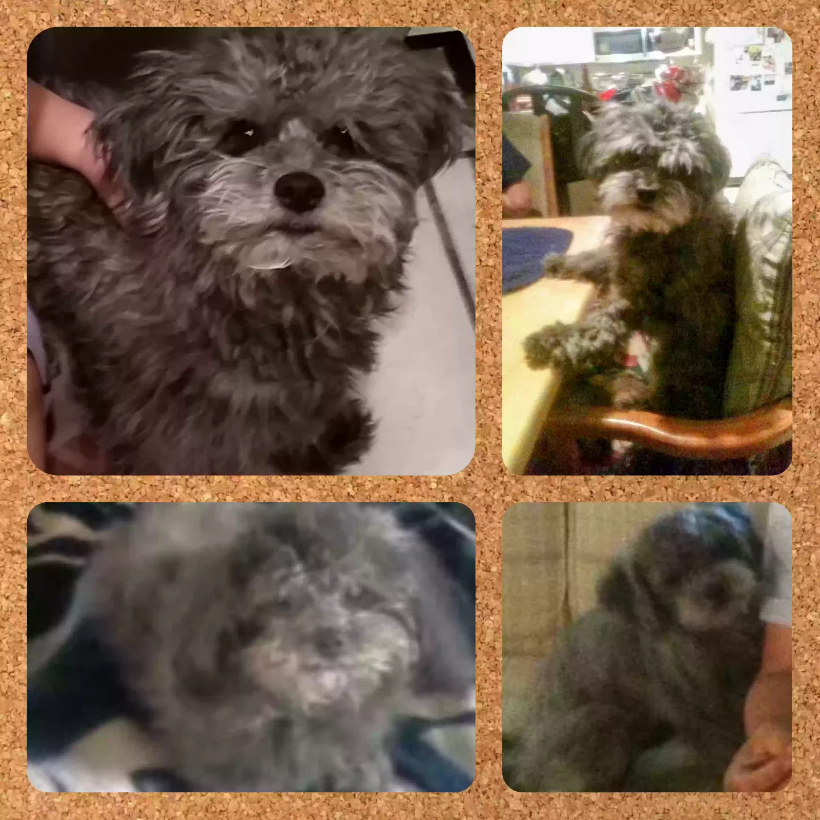 Lost dog in Desert Hot Springs, CA, 92240