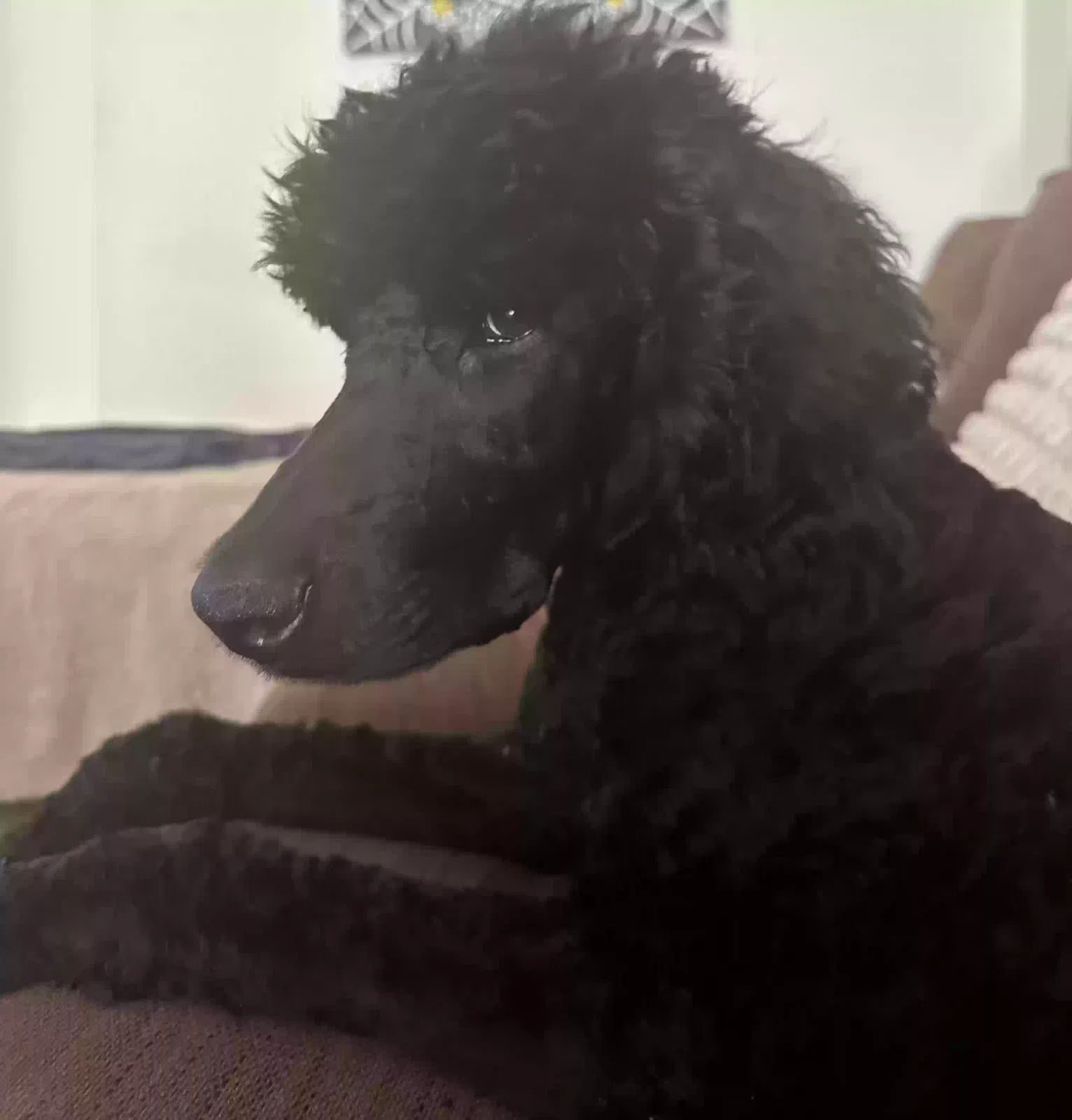 Lost dog in Colebrook, CT, 6021