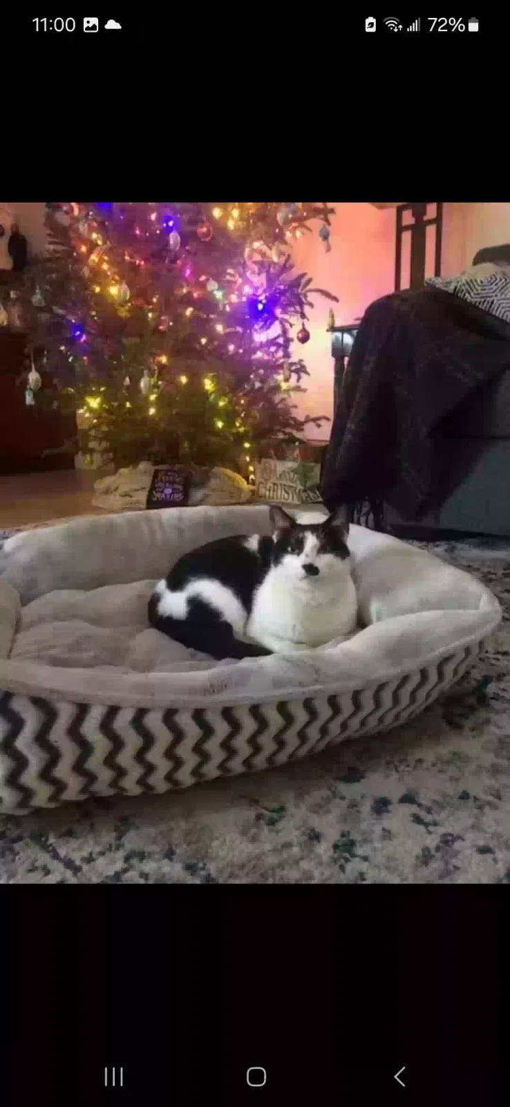 Lost cat in Ocala, FL, 34471