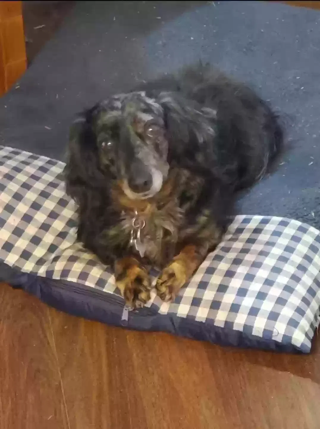 Lost dog in Jourdanton, TX, 78026
