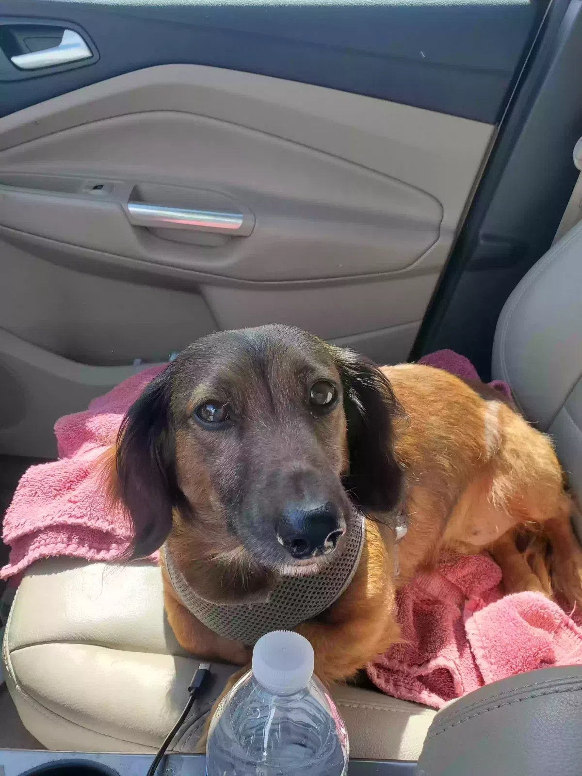 Lost dog in Jourdanton, TX, 78026