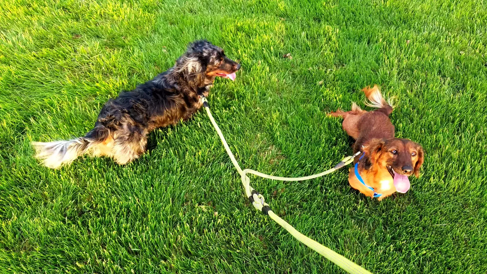 Lost dog in Jourdanton, TX, 78026