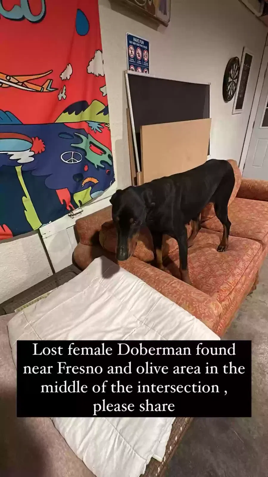 Found dog in Fresno, CA, 93728