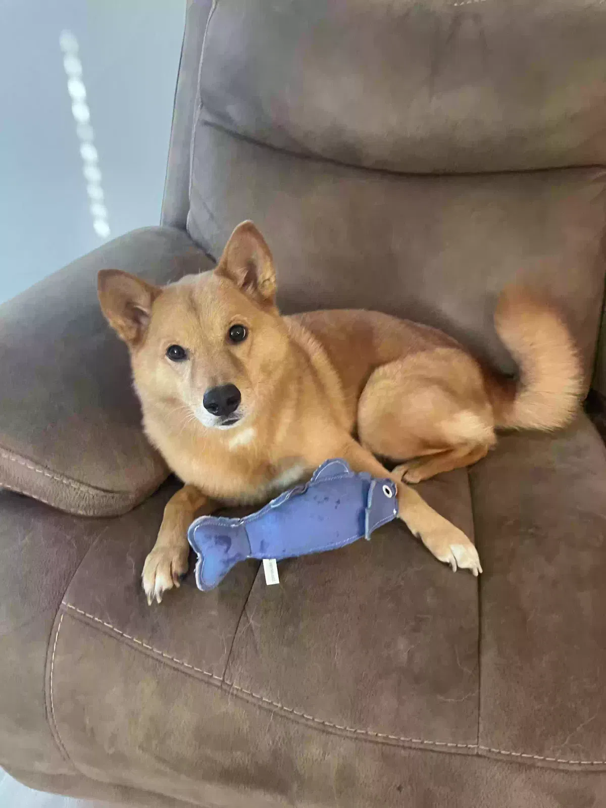 Lost dog in San Antonio, TX, 78222