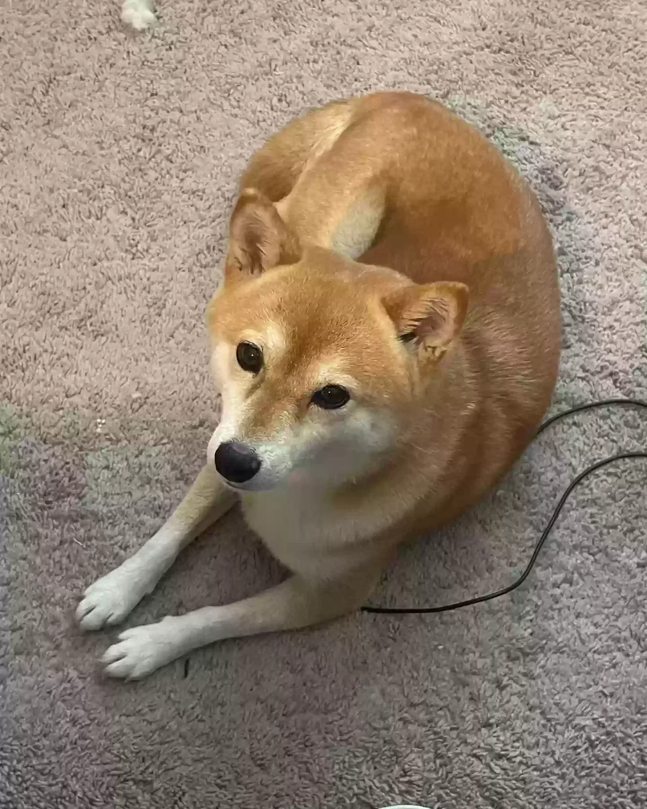 Lost dog in San Antonio, TX, 78222
