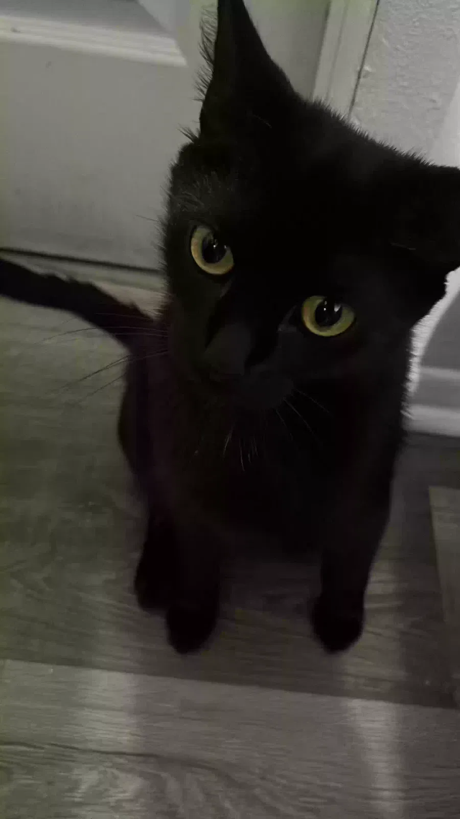 Lost cat in Jersey City, NJ, 7307